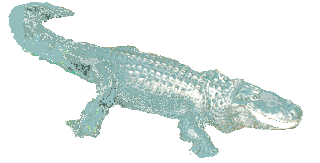 gatorlit